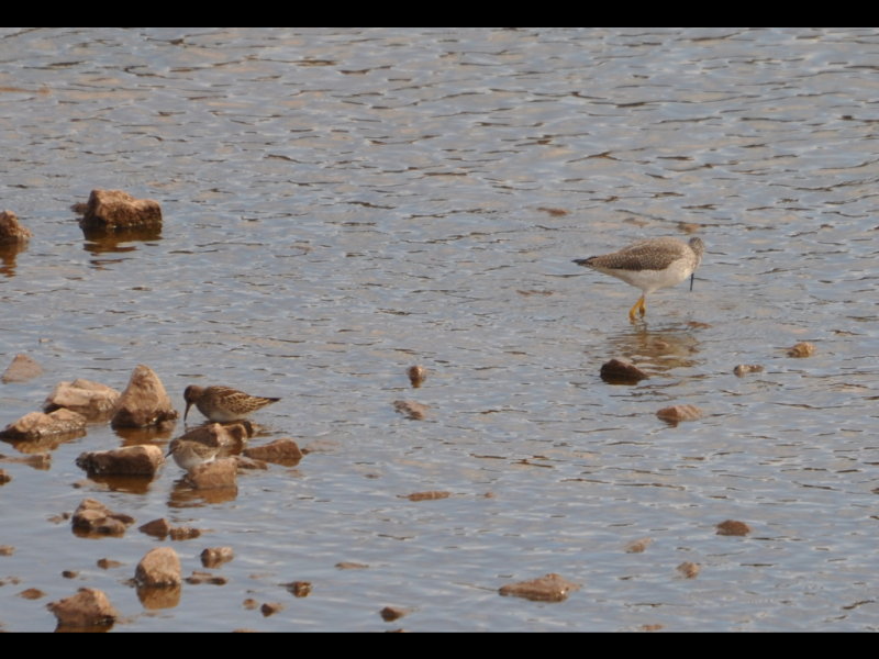 DSC_0781b.JPG