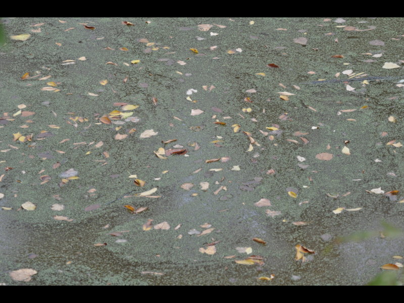 DSC_0917b.JPG
