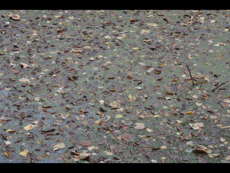 DSC_0918b.JPG