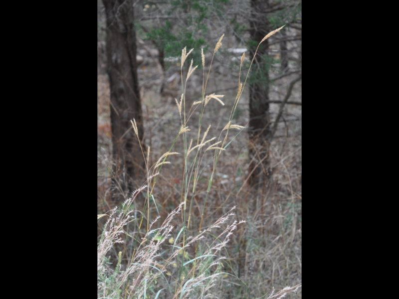 DSC_0975b.JPG