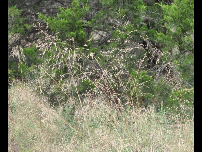 DSC_0980b.JPG