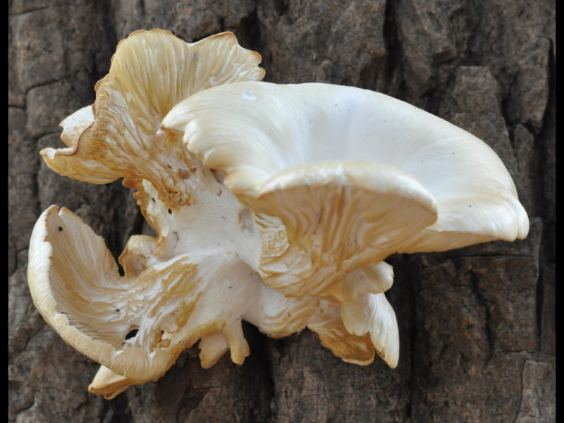 DSC_0987b.JPG