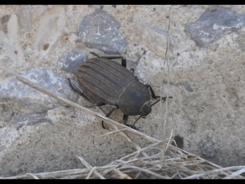 DSC_1020b.JPG