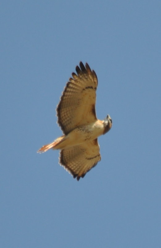 DSC_1062b.JPG