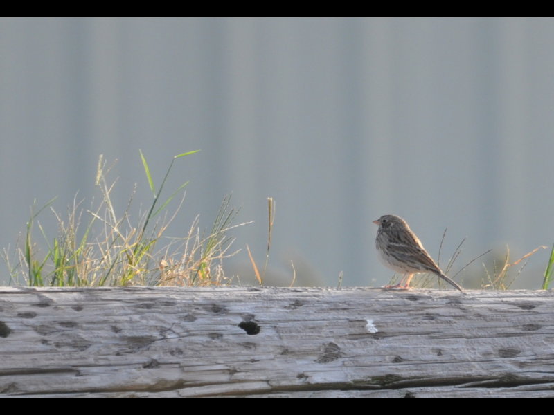 DSC_1090b.JPG