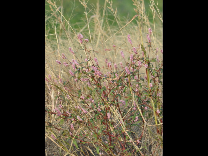DSC_1146b.JPG
