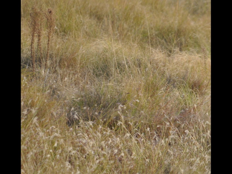 DSC_1147b.JPG