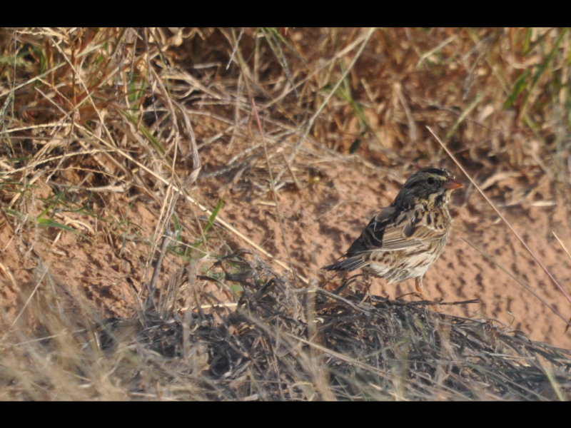 DSC_1157b.JPG