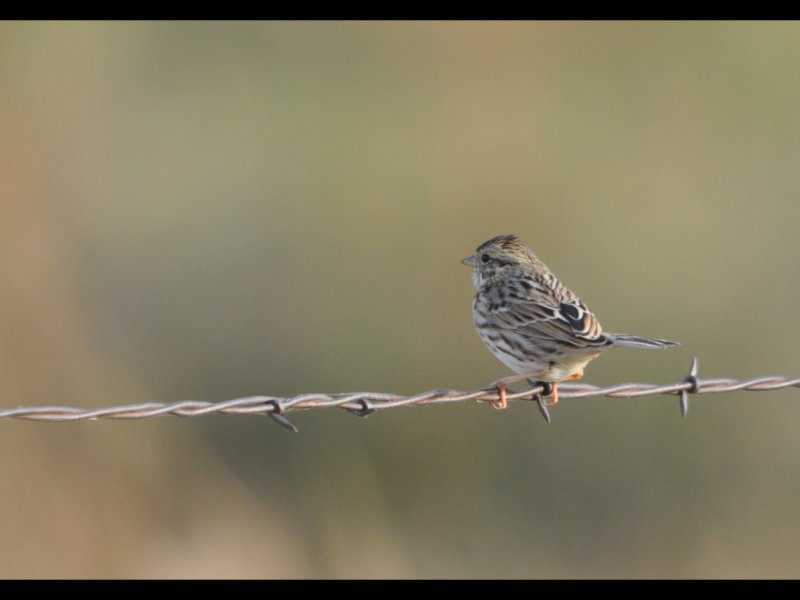DSC_1176b.JPG