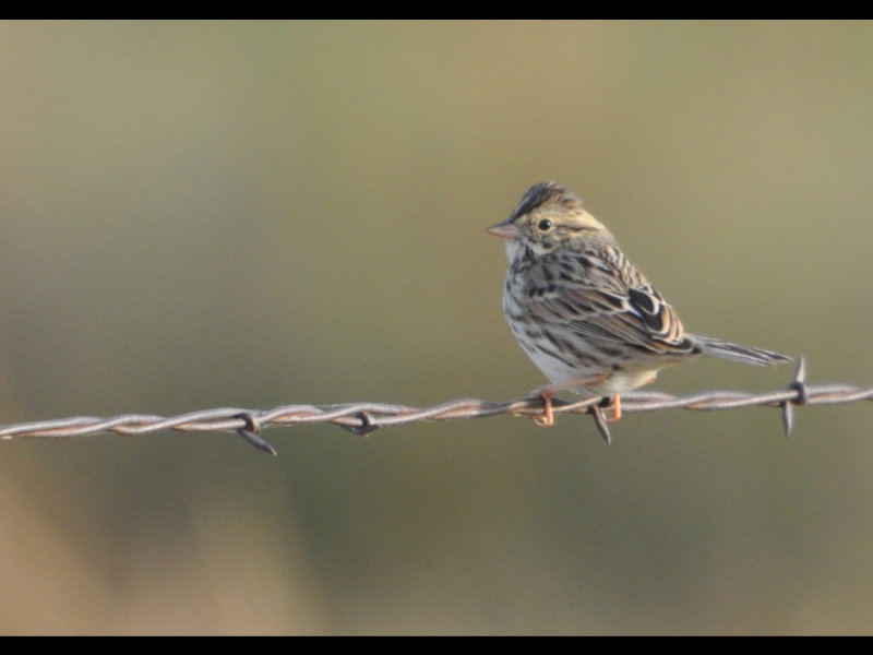 DSC_1177b.JPG