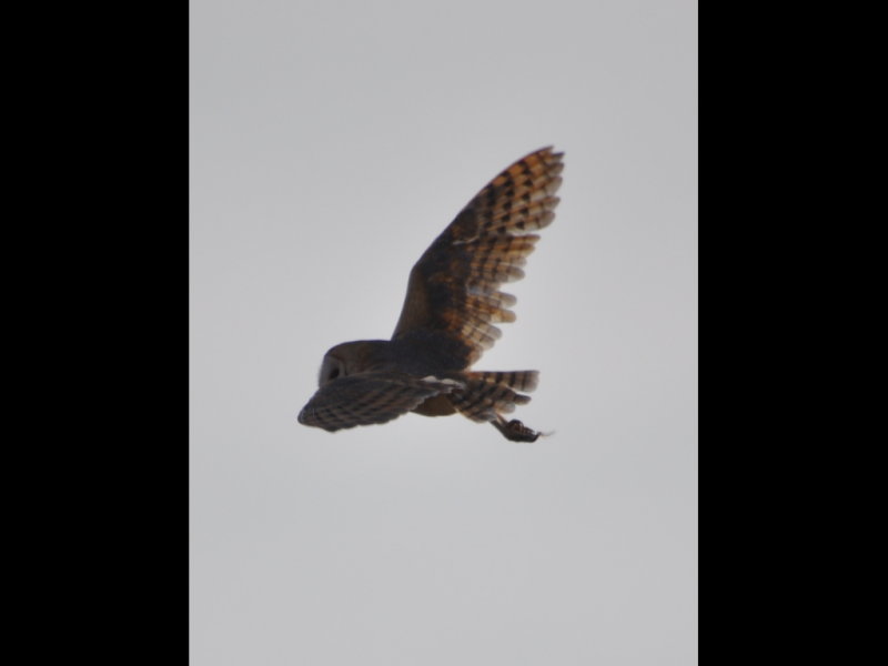 DSC_1210b.JPG