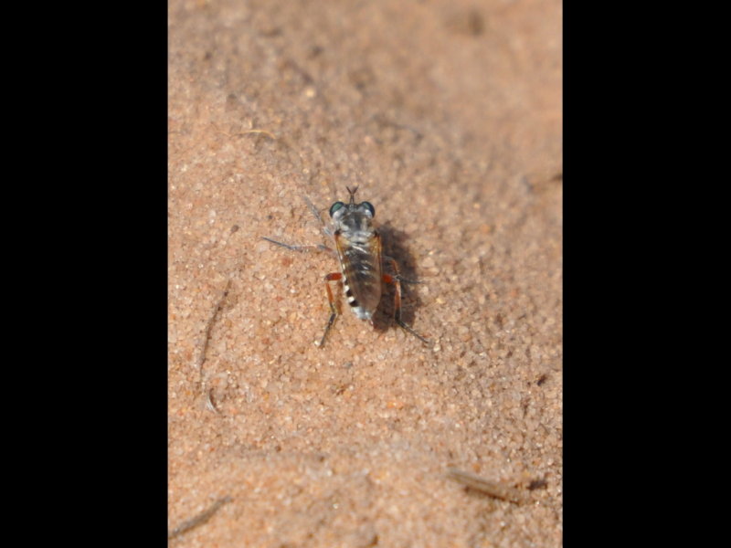 DSC_0727a.JPG