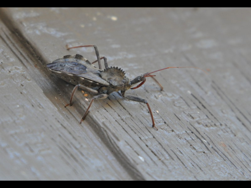 DSC_0919a.JPG