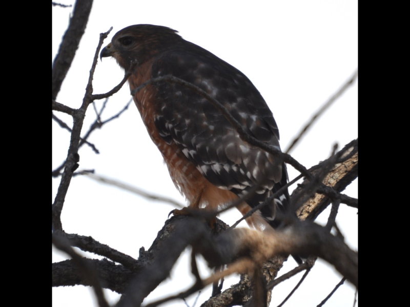 DSC_0025b.JPG