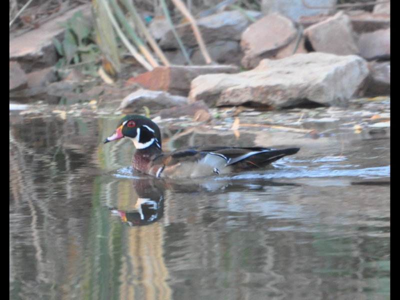 DSC_0066b.JPG