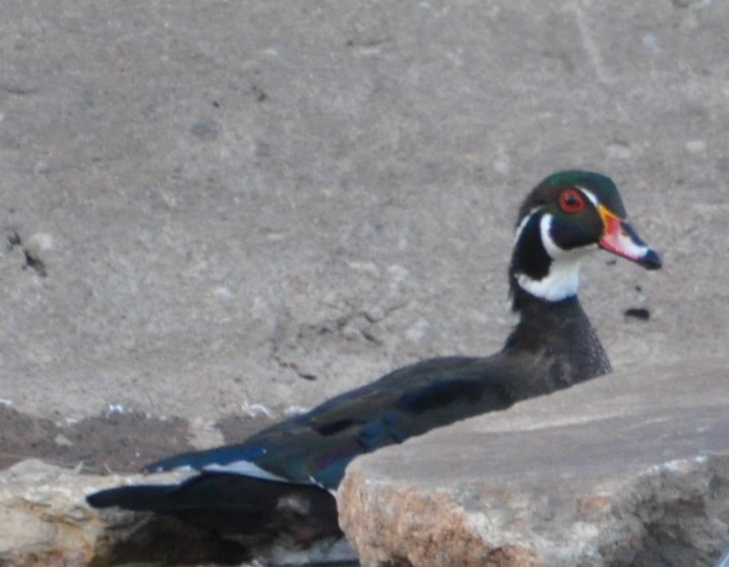 DSC_0090b.JPG