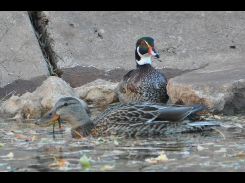 DSC_0095b.JPG