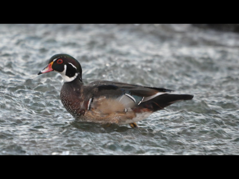 DSC_0134b.JPG