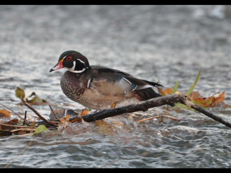 DSC_0146b.JPG