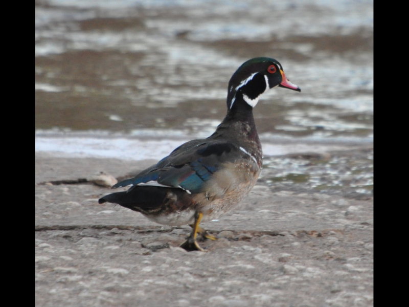 DSC_0158b.JPG