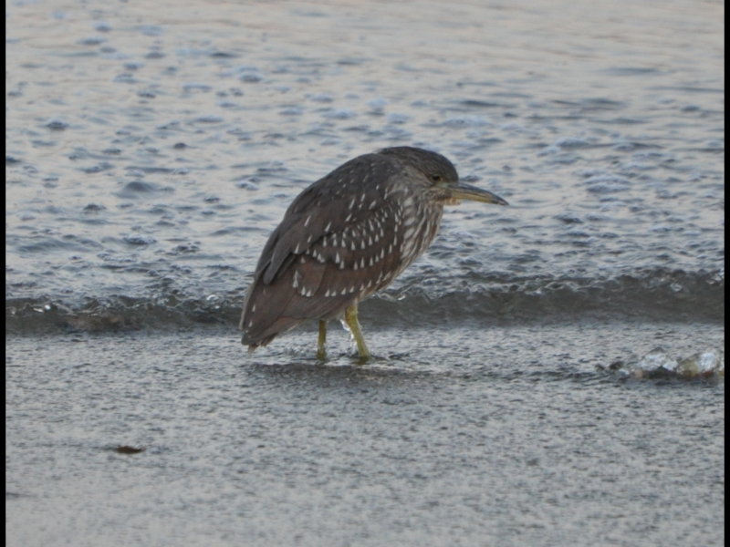 DSC_0168b.JPG