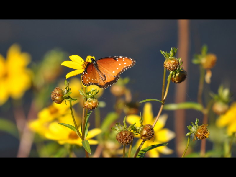 DSC_0674a.JPG