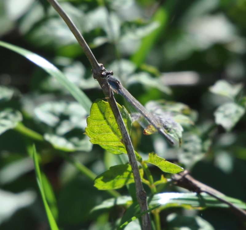 DSC_0828a.JPG