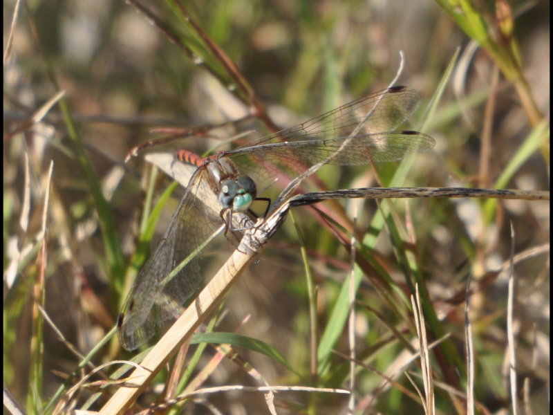 DSC_0891a.JPG