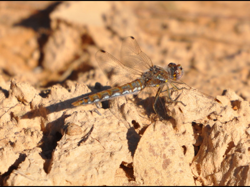 DSC_0896a.JPG