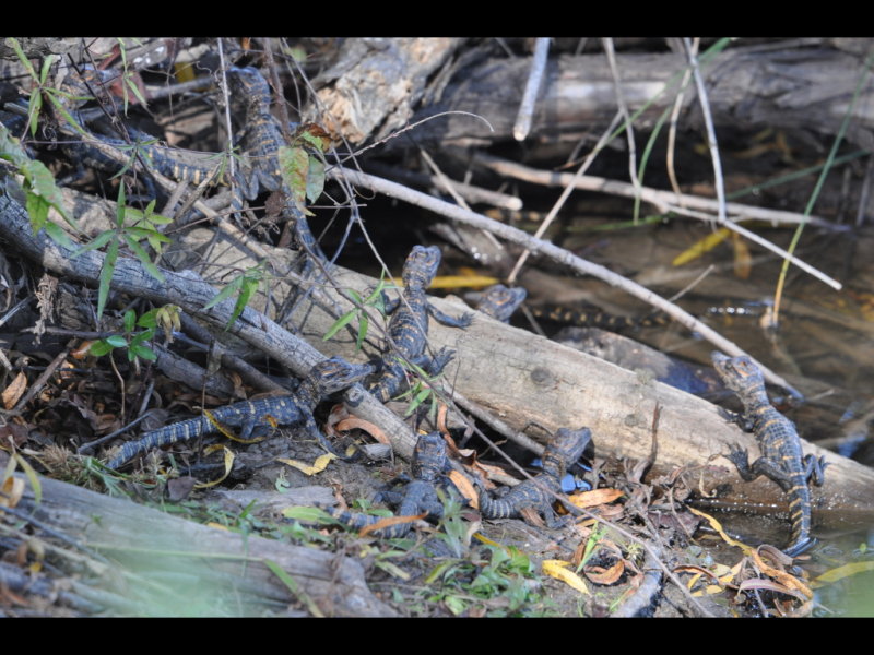 DSC_0856r.JPG