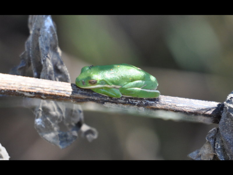 DSC_0873r.JPG