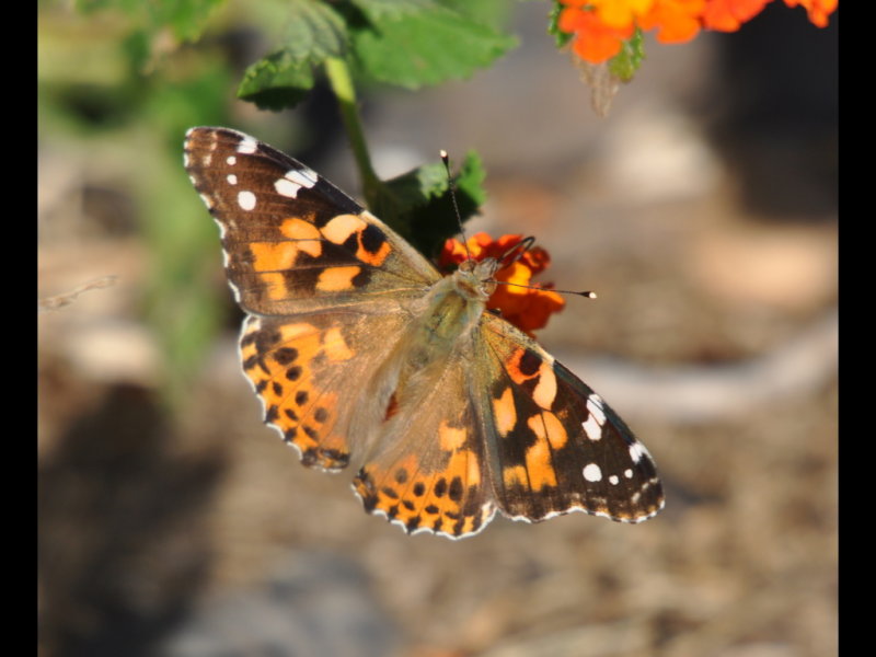 DSC_0906a.JPG