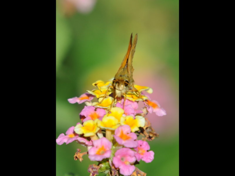 DSC_0925a.JPG