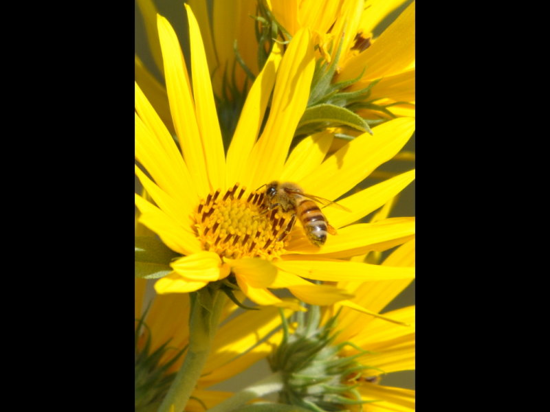 DSC_1187a.JPG