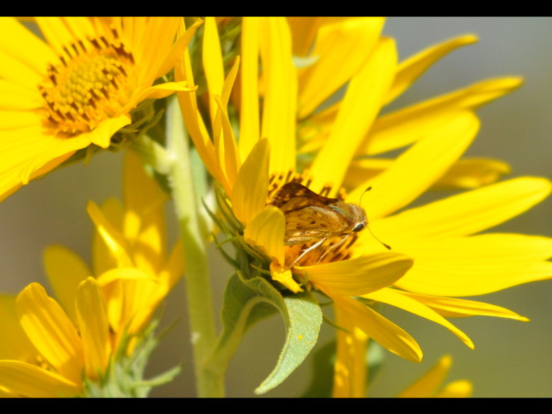 DSC_1189a.JPG