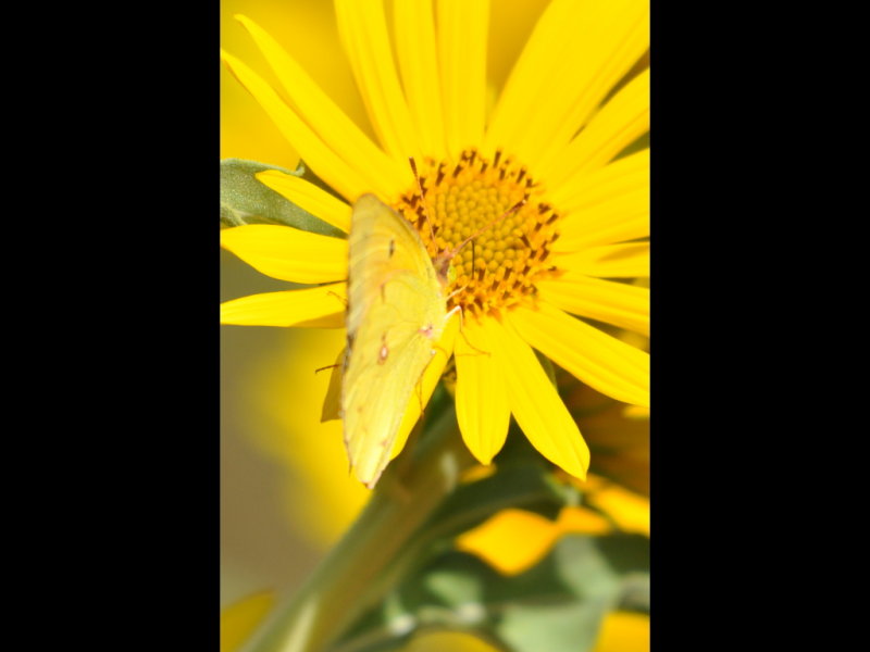 DSC_1190a.JPG
