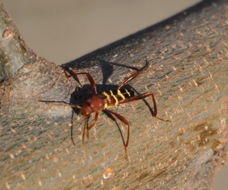 DSC_1315a.JPG