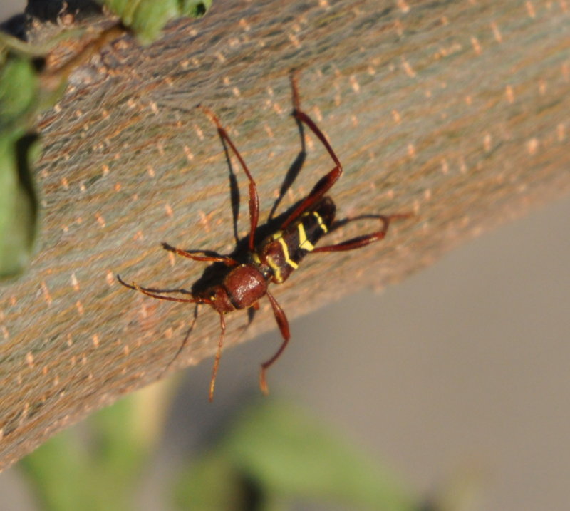 DSC_1318a.JPG