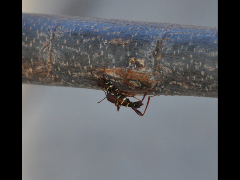 DSC_1449a.JPG