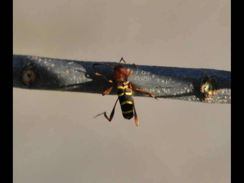 DSC_1477a.JPG
