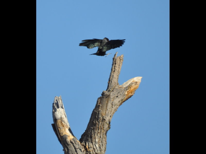 DSC_0155b.JPG