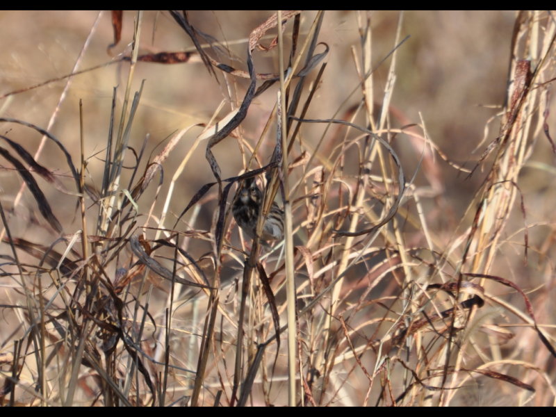 DSC_0176b.JPG