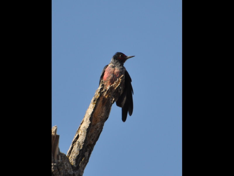 DSC_0338b.JPG