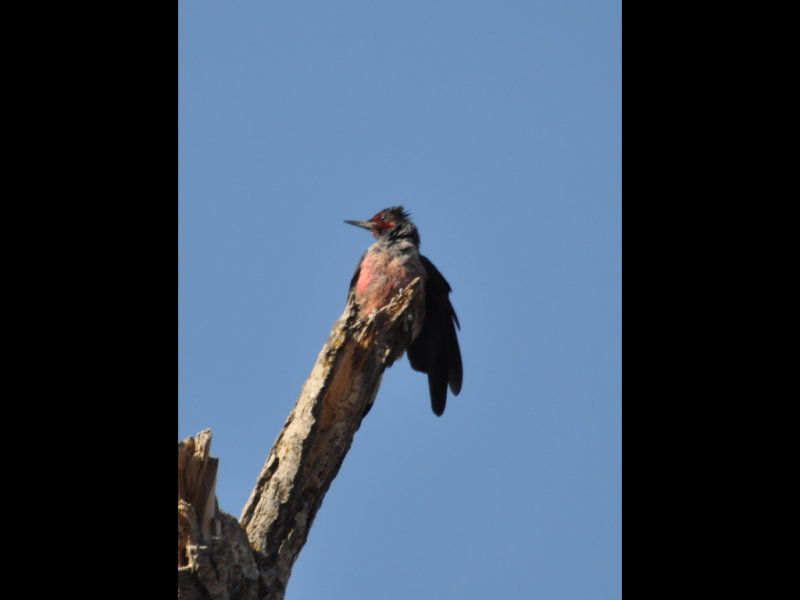 DSC_0342b.JPG