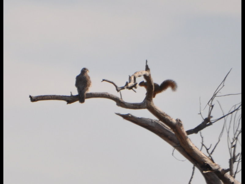 DSC_0505b.JPG