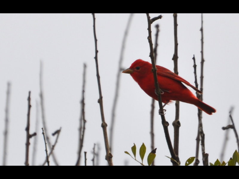DSC_1151b.JPG