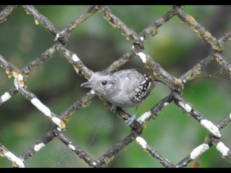 DSC_1547b.JPG