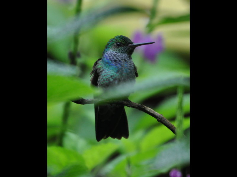 DSC_1664b.JPG