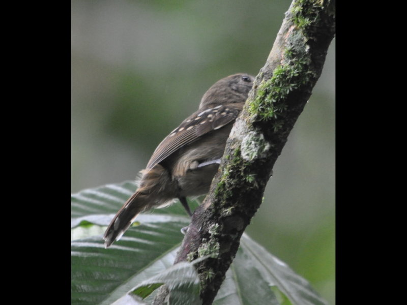 DSC_0007b.JPG