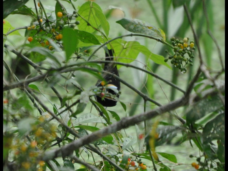 DSC_0345b.JPG